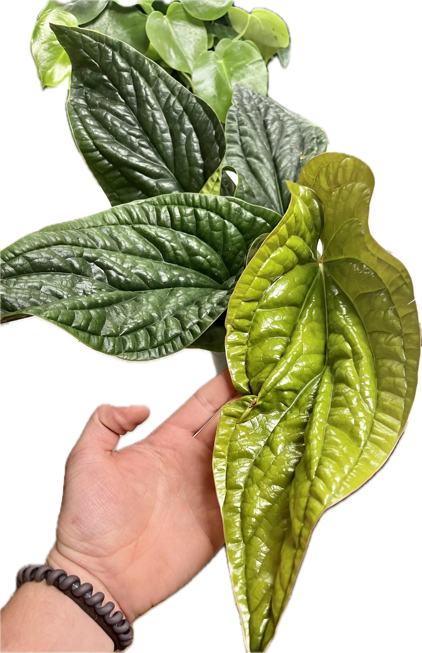 Anthurium Radicans x Luxurians 6”