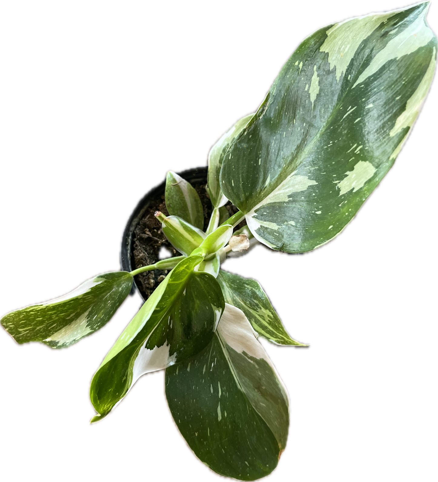 Philodendron ‘Punctata’ 4”