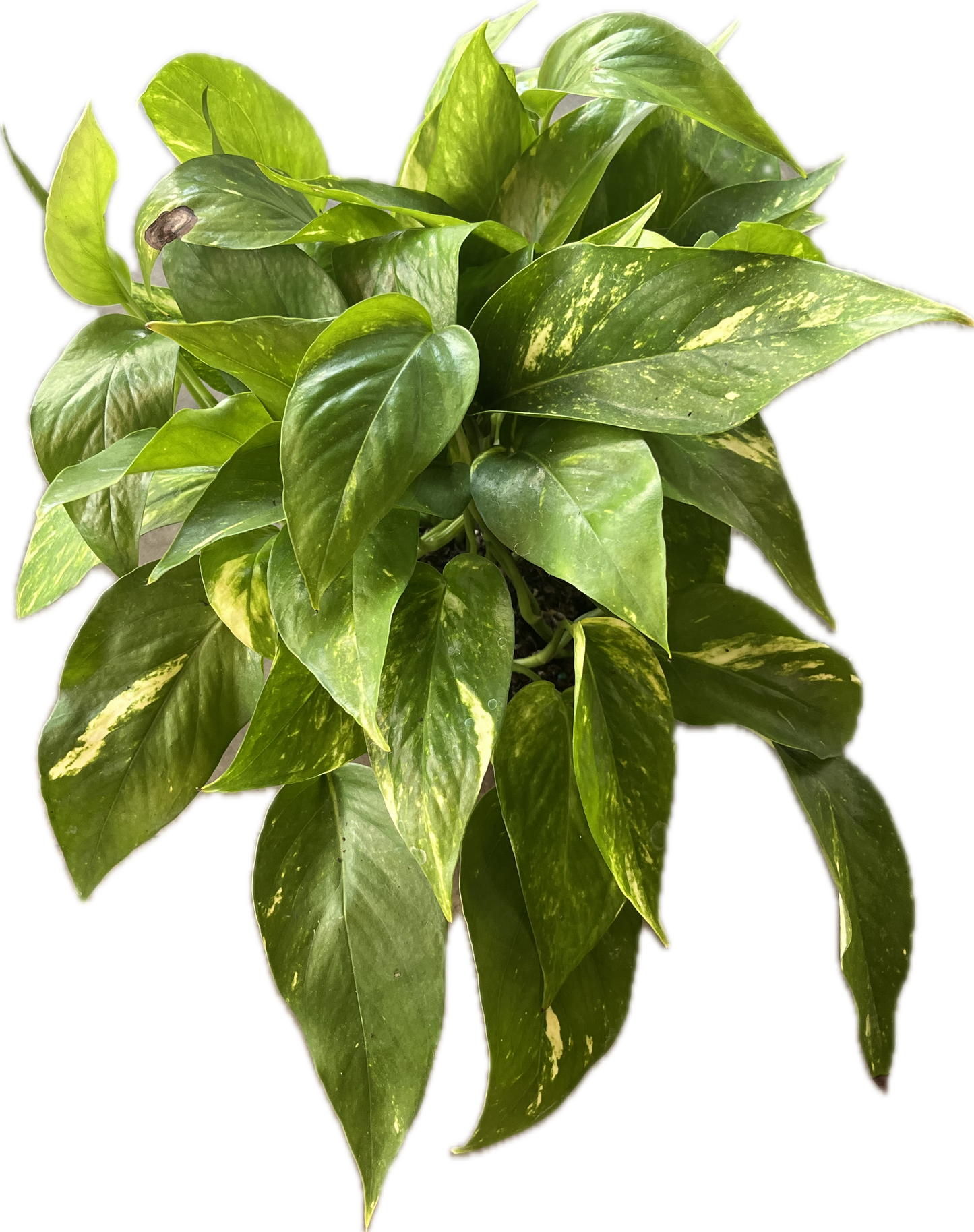 Epipremnum 'Pinnatum Aurea' 6"