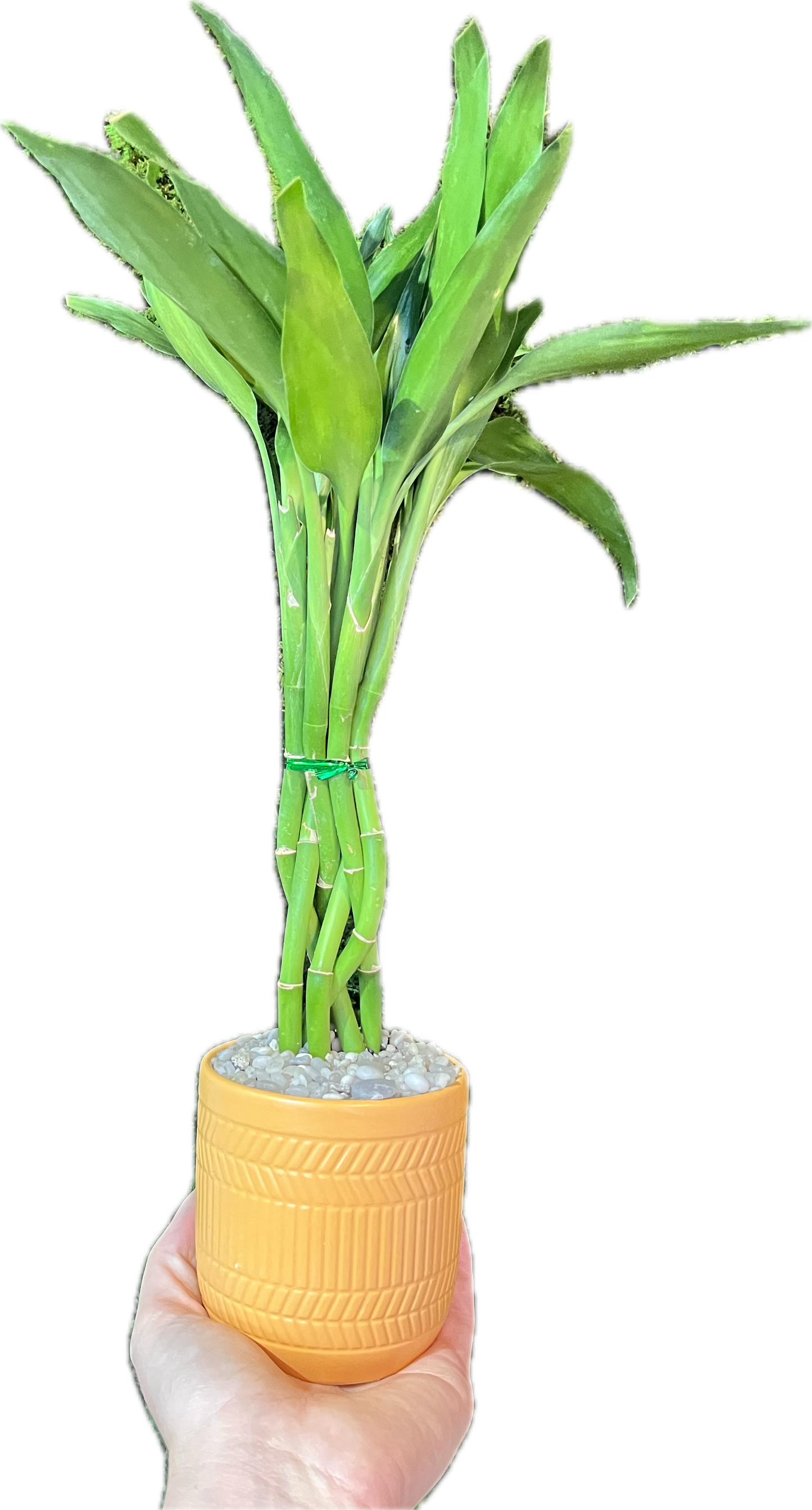 Lucky Bamboo 'Galilieo'