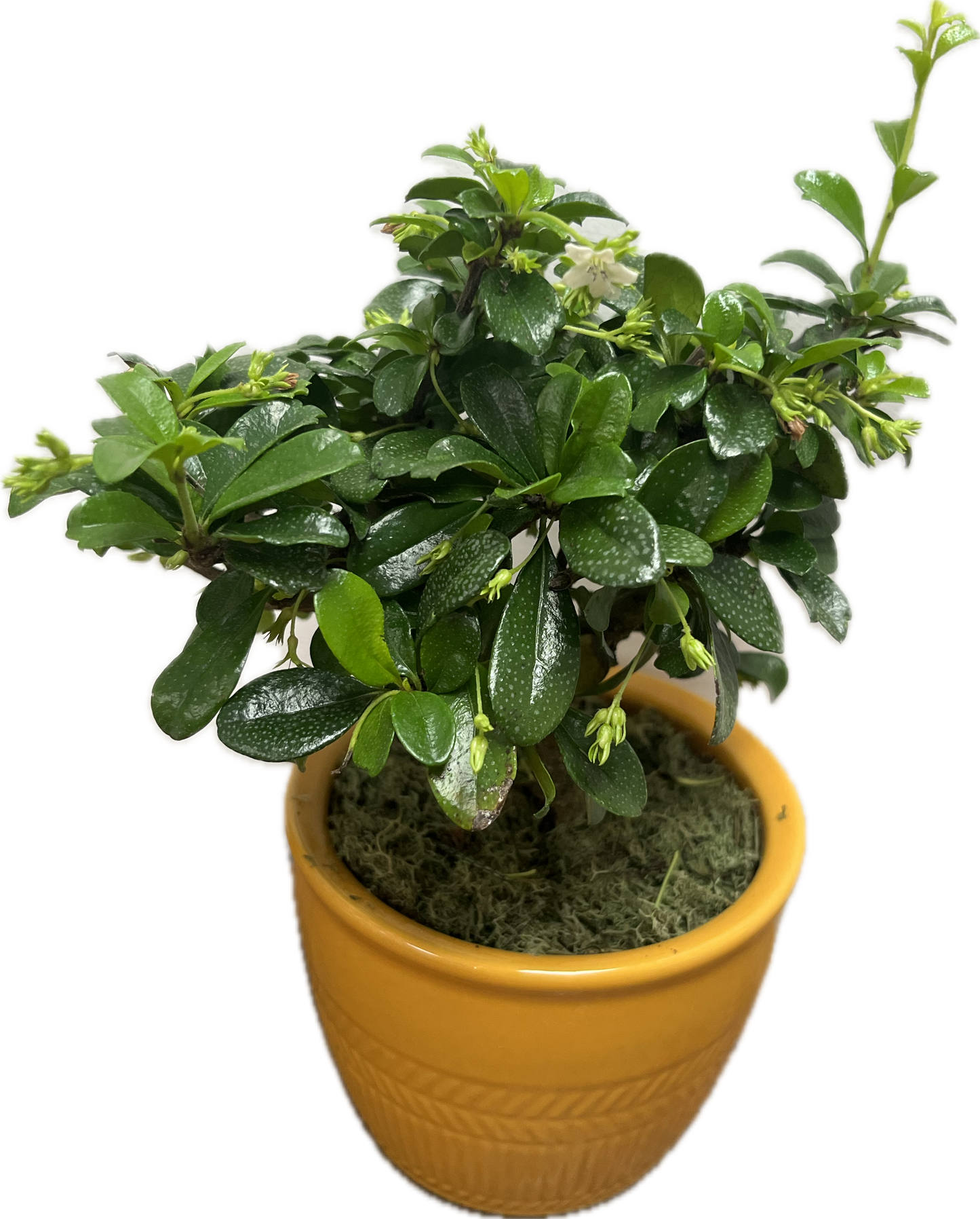 Bonsai Assorted 4"