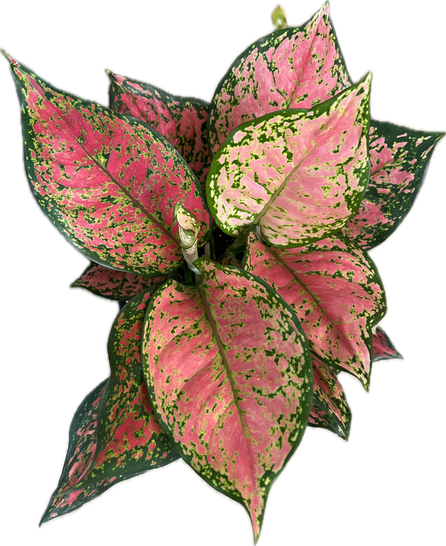 Aglaonema 'Red Heart'