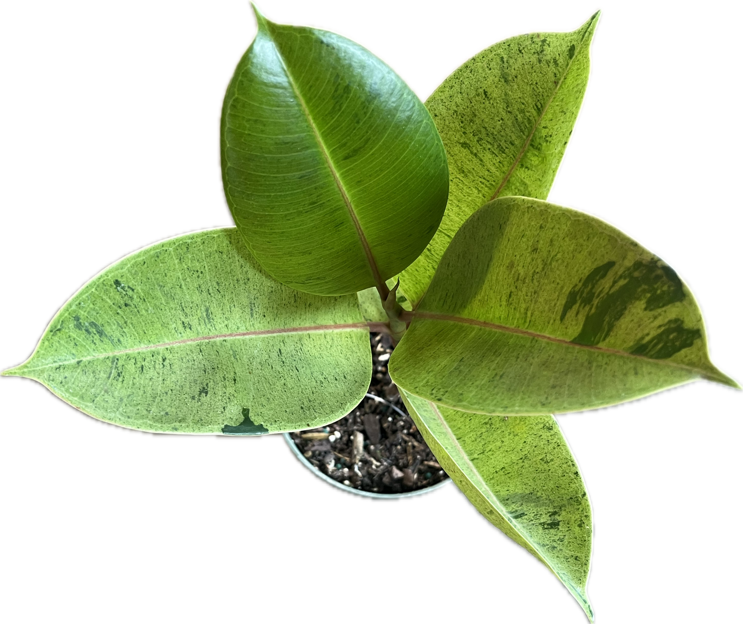 Ficus 'Shivereana Moonshine' 6"