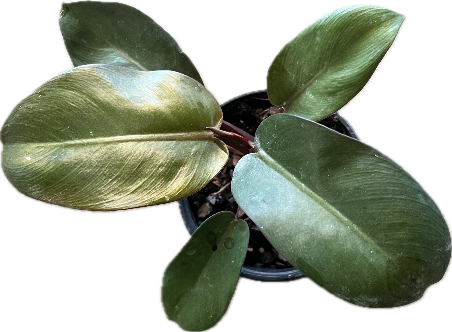 Philodendron 'Black Cardinal'