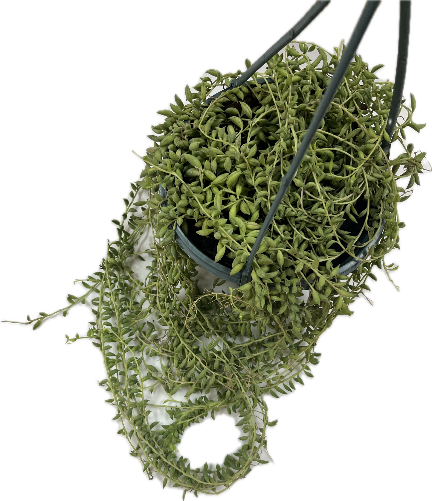 String of Bananas 6"