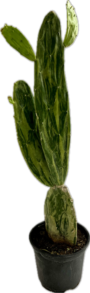 Variegated Spineless Prickly Pear Cactus 'Opuntia'