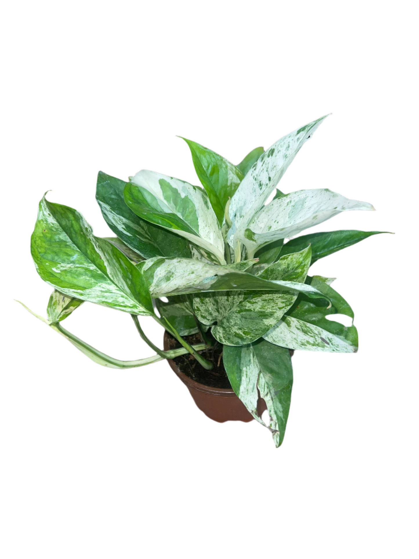 Epipremnum Pinnatum 'Marble Flame' 4"