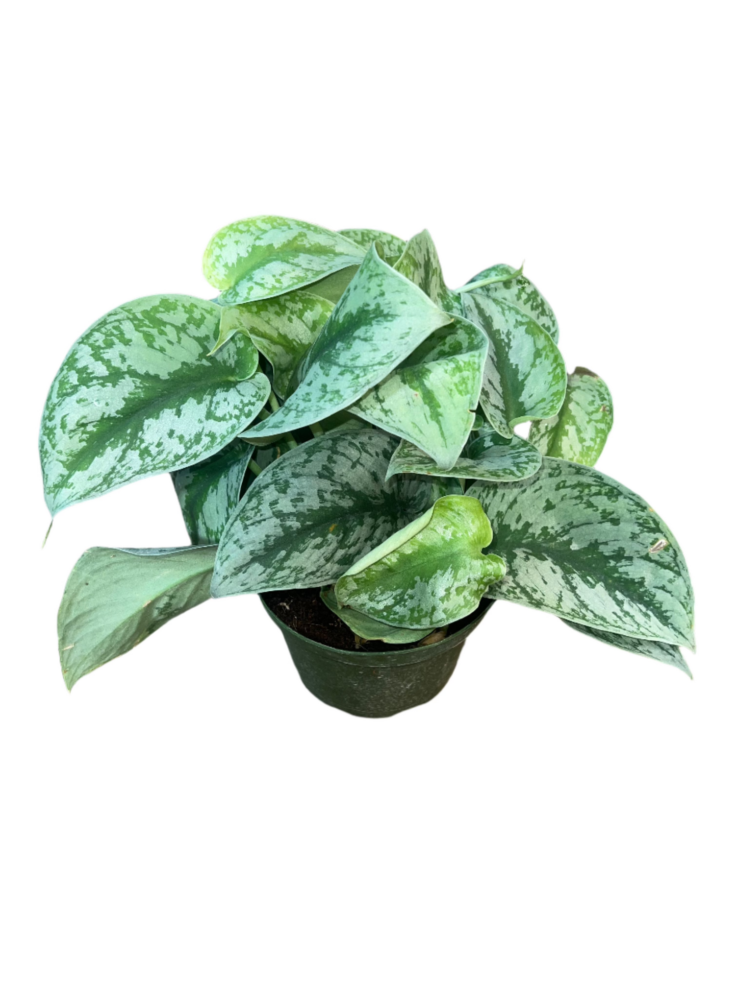 Scindapsus 'Exotica' 6"