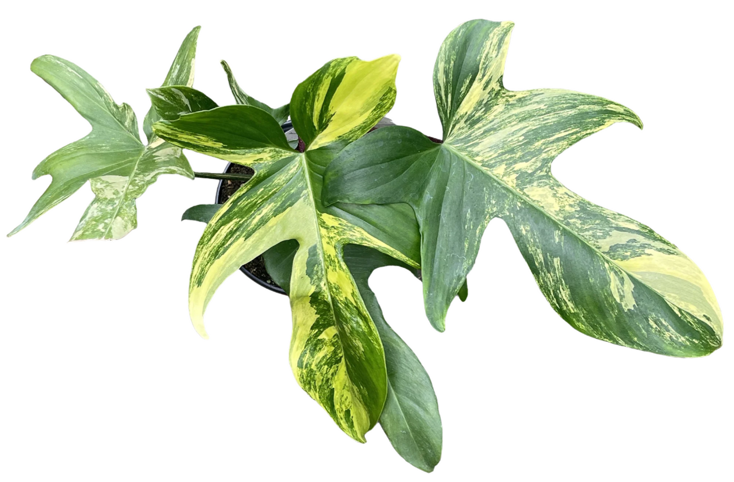 Philodendron ‘Florida Beauty’ 4”