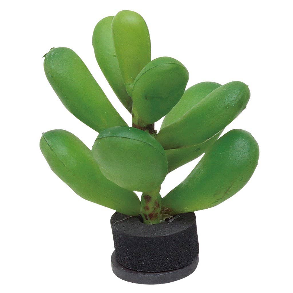 Botanical Magnet Cactus