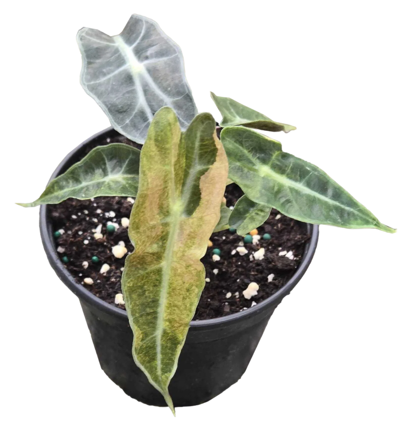 Alocasia ‘Polly Variegated’ 4”