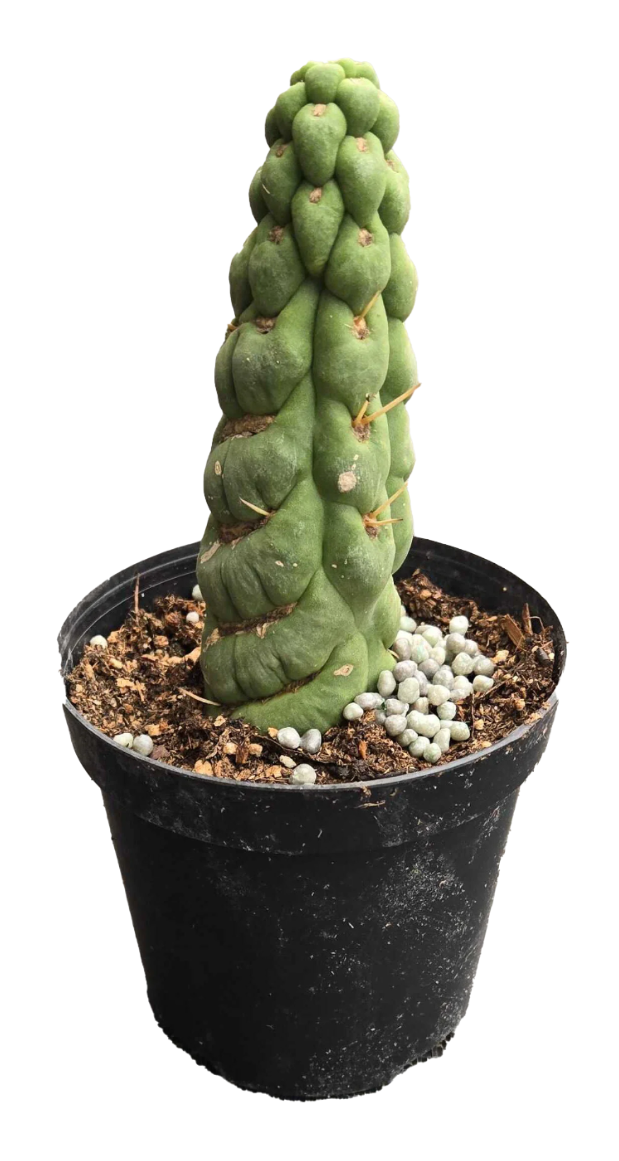 Cactus ‘Unicorn’ 4”