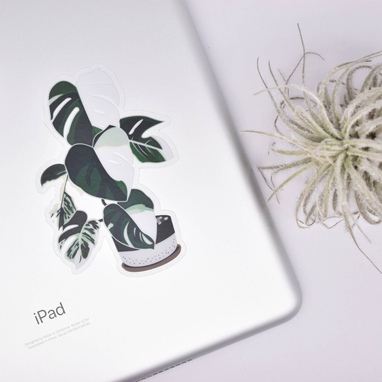 Monstera Variegata Clear Sticker