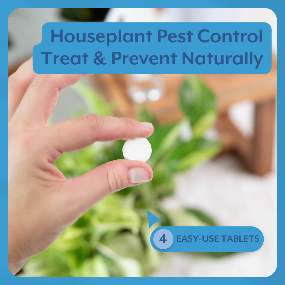 Natural Houseplant Pest Control - Peppermint Leaf Spray