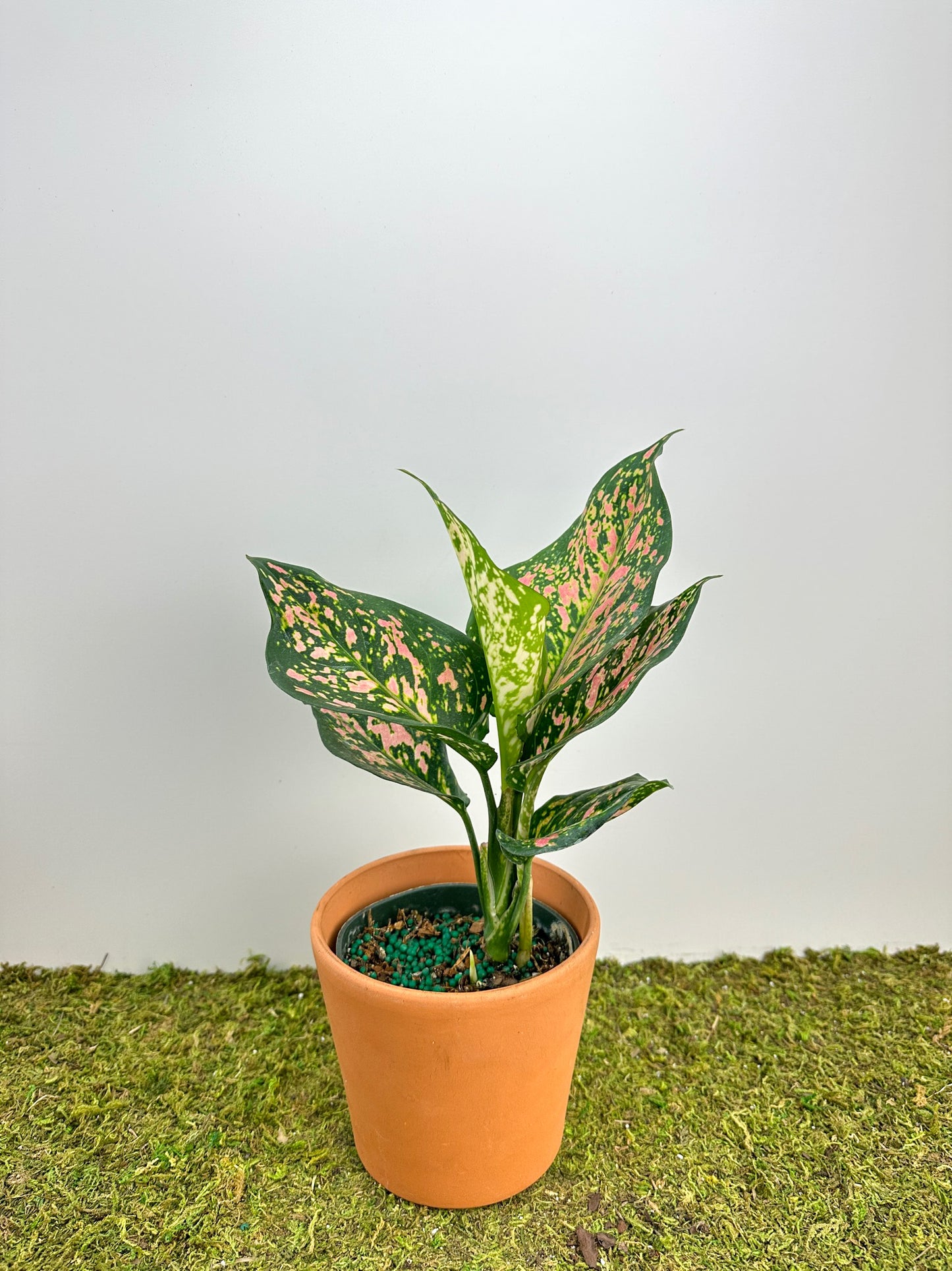 Aglaonema 'Wishes' 4"