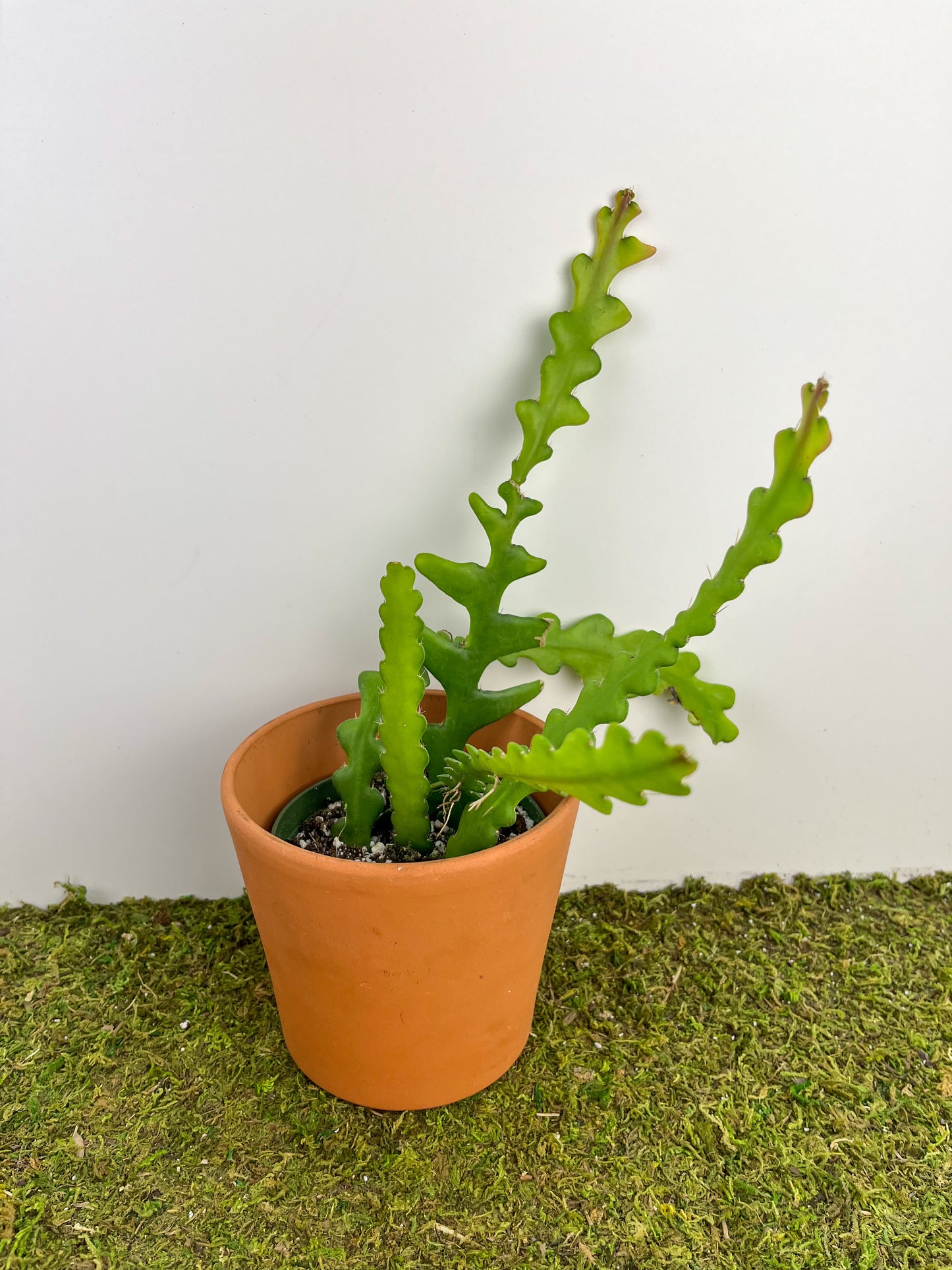 Cactus 'Zig Zag' 4"