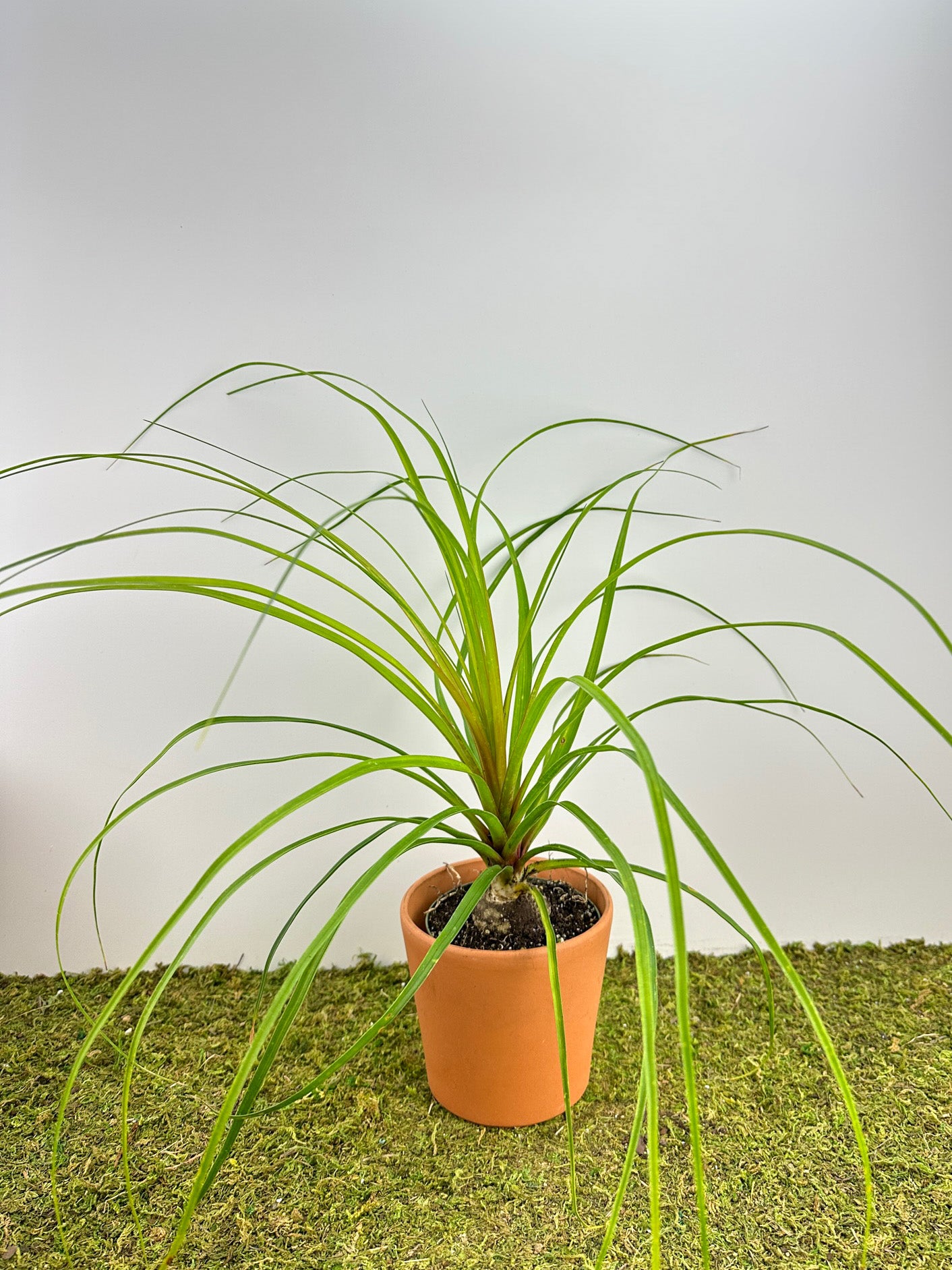 Palm 'Ponytail' 4”