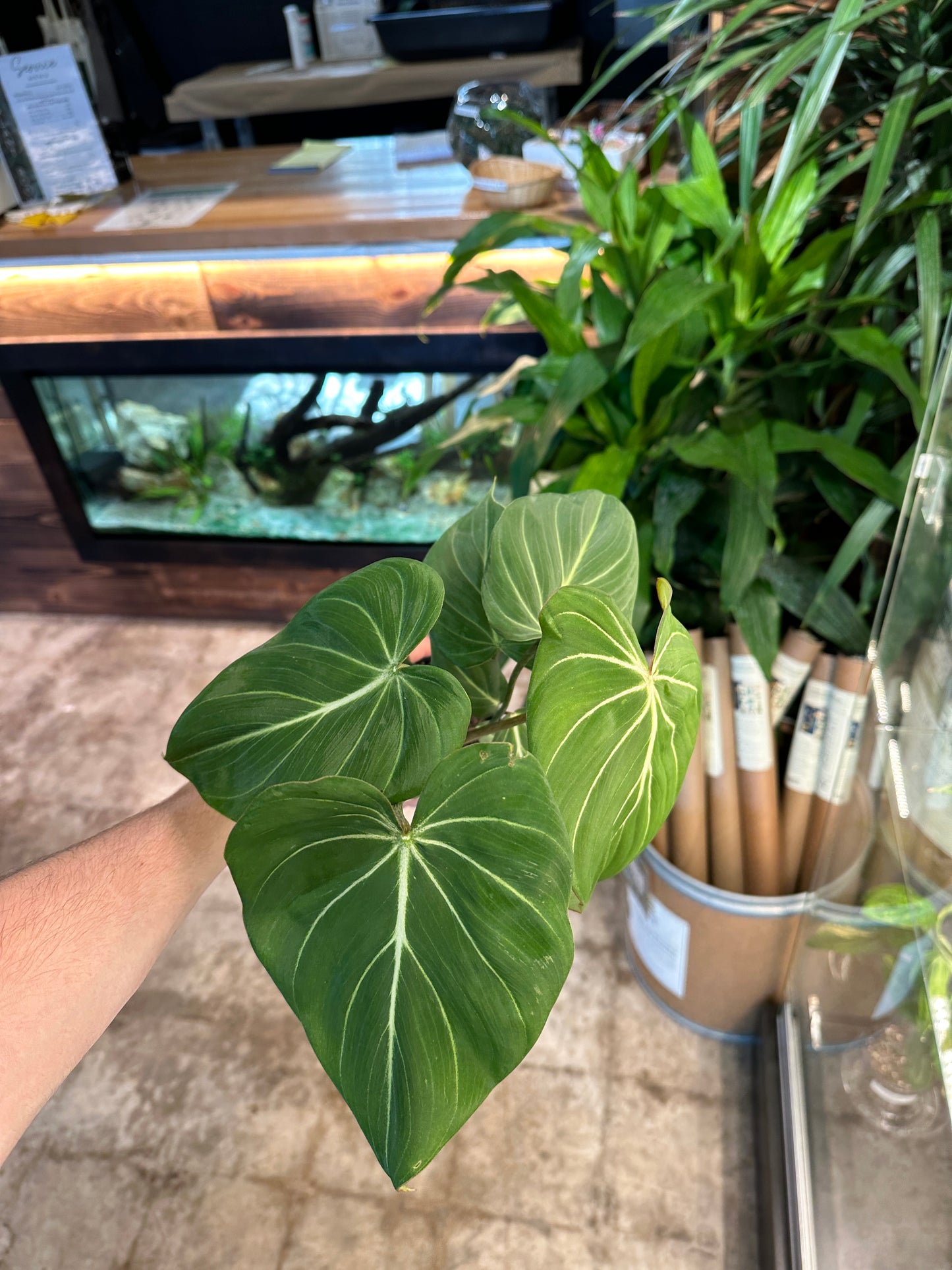 Philodendron 'Gloriosum'