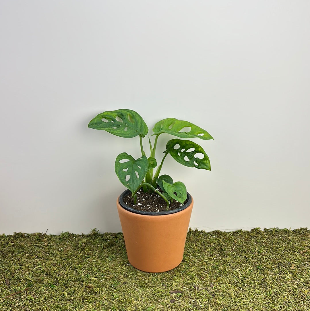 Monstera ‘Adansonii’ 4”