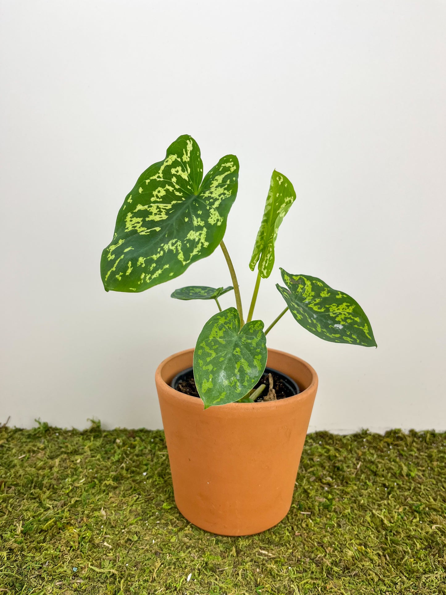 Alocasia 'Hilo Beauty' 4"