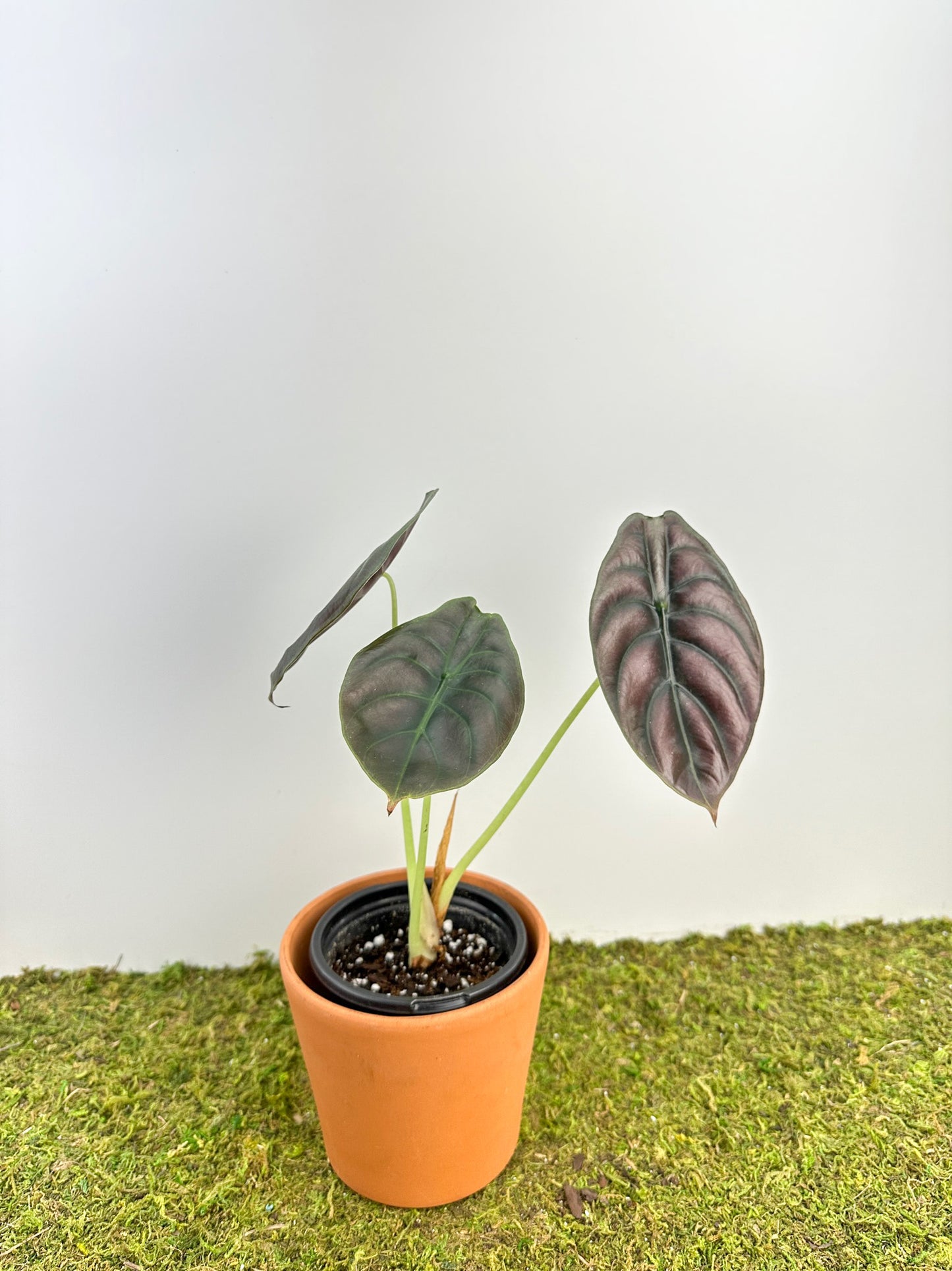 Alocasia Cuprea 4”