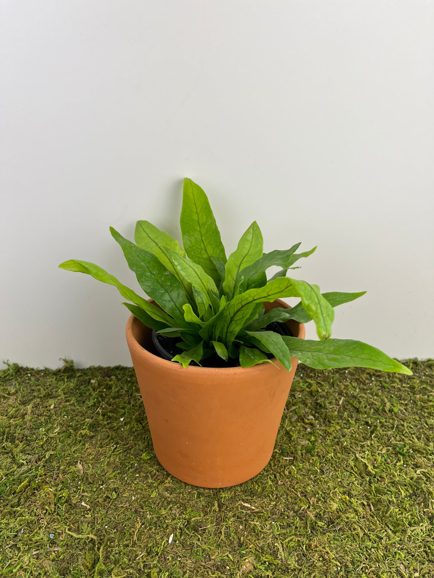 Fern 'Crocodile' 4"