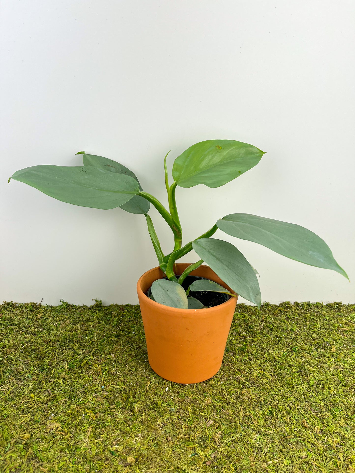 Philodendron 'Silver Sword' 4"