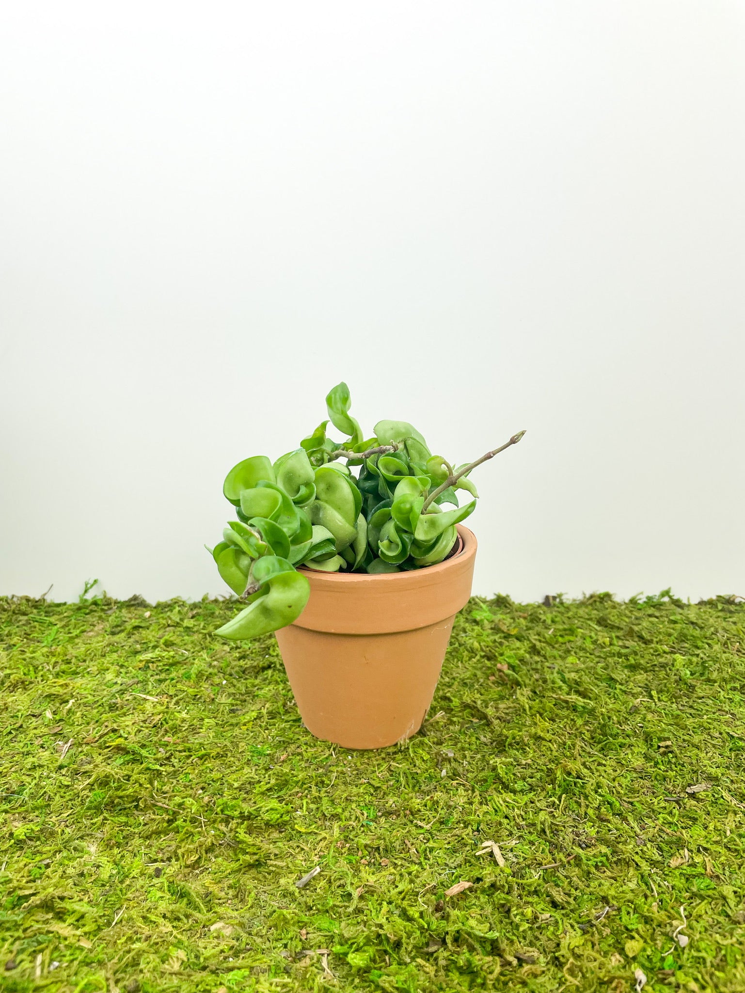 Hoya ‘Carnosa Compacta’ – The Plant Room