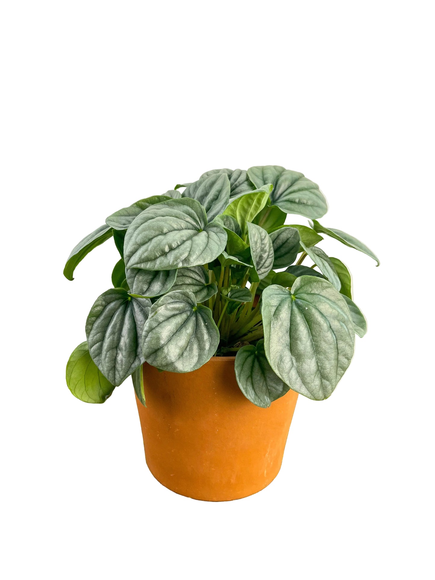 Peperomia ‘Frost’
