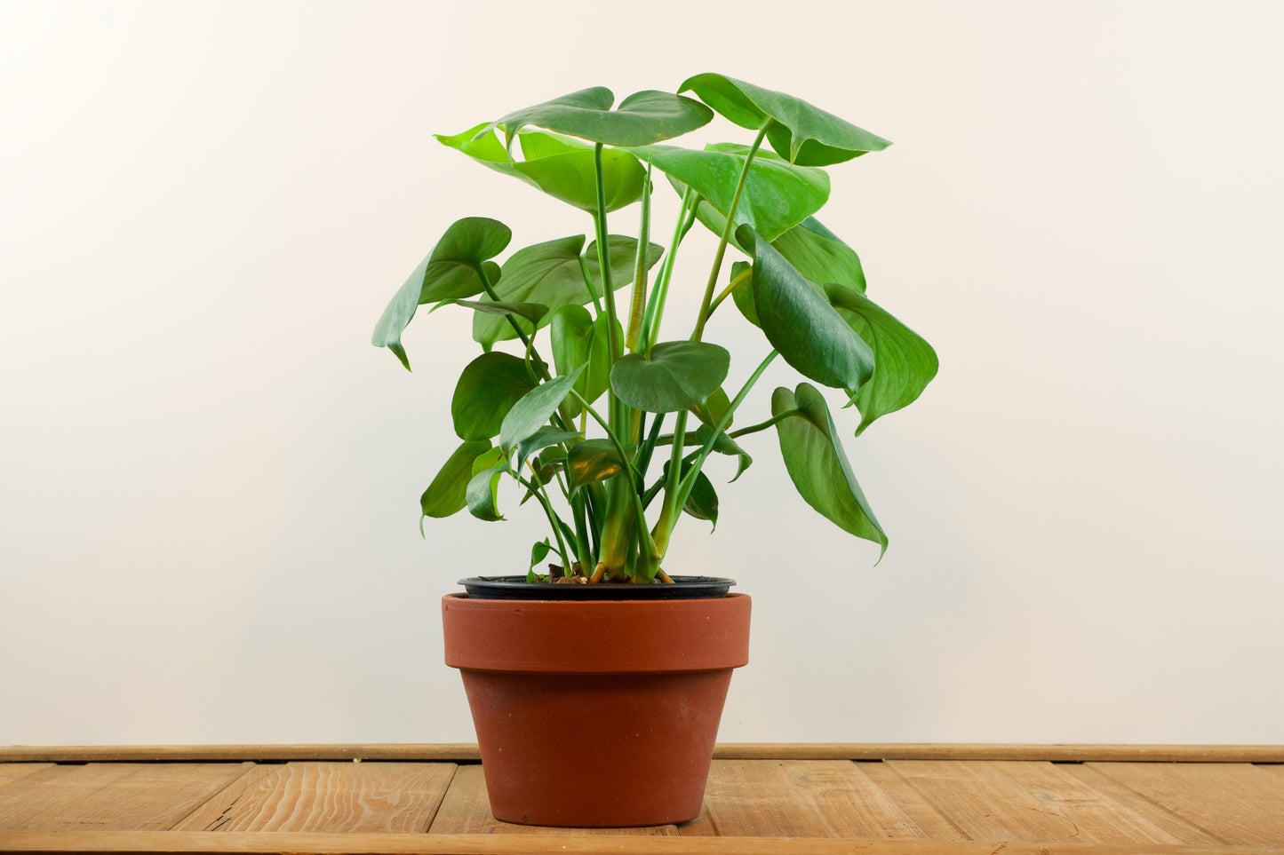 Monstera 'Deliciosa'