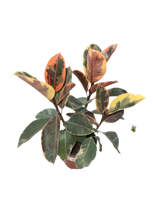 Ficus 'Tineke'