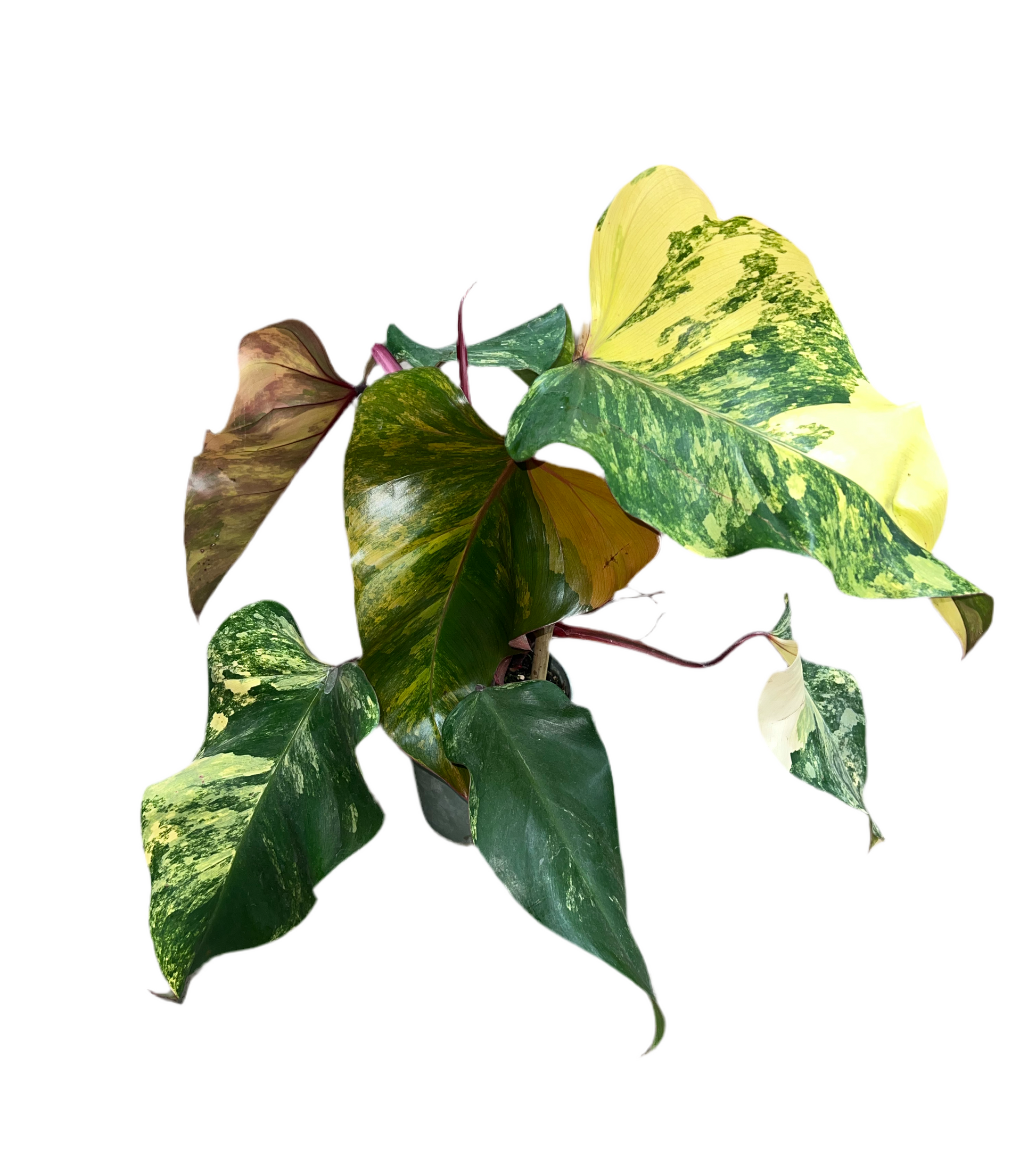 strawberry shake philodendron for sale Philodendron 'Strawberry Shake' 6" – The Plant Room