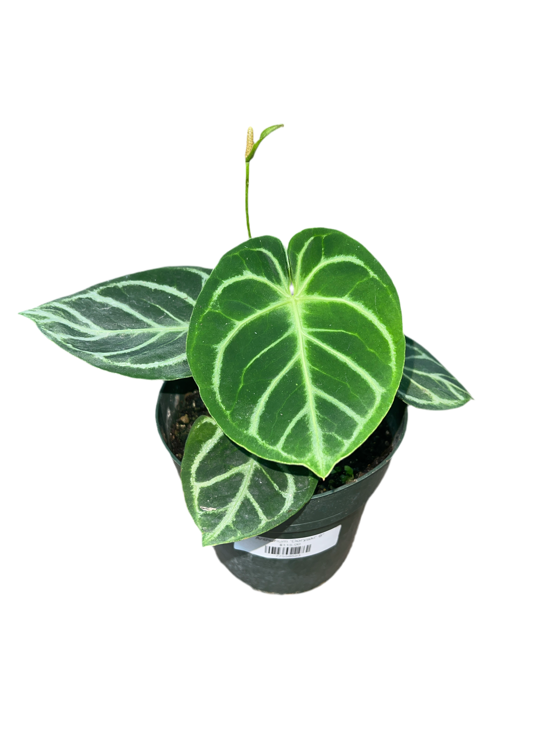 anthurium plant purchase Anthurium 'Doryaki' – The Plant Room