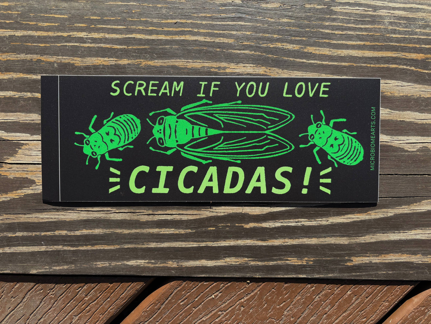 Scream If You Love Cicadas Bumper Sticker