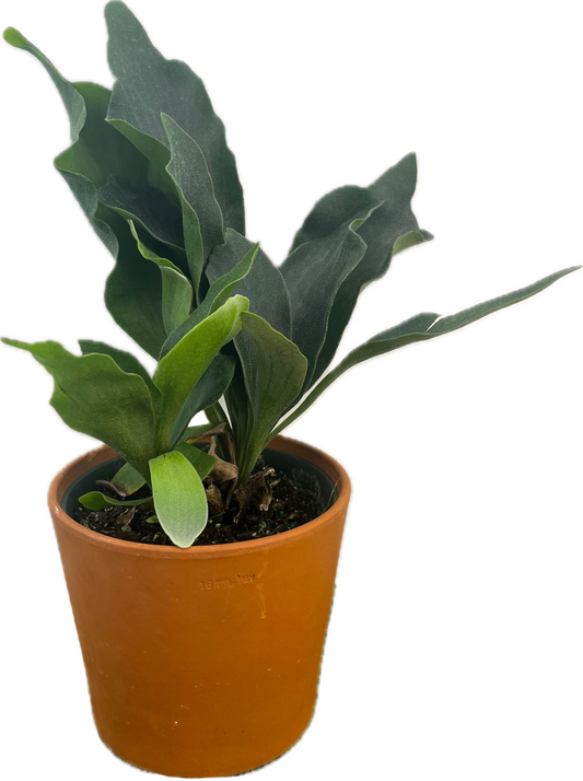 Staghorn Fern 'Netherlands'