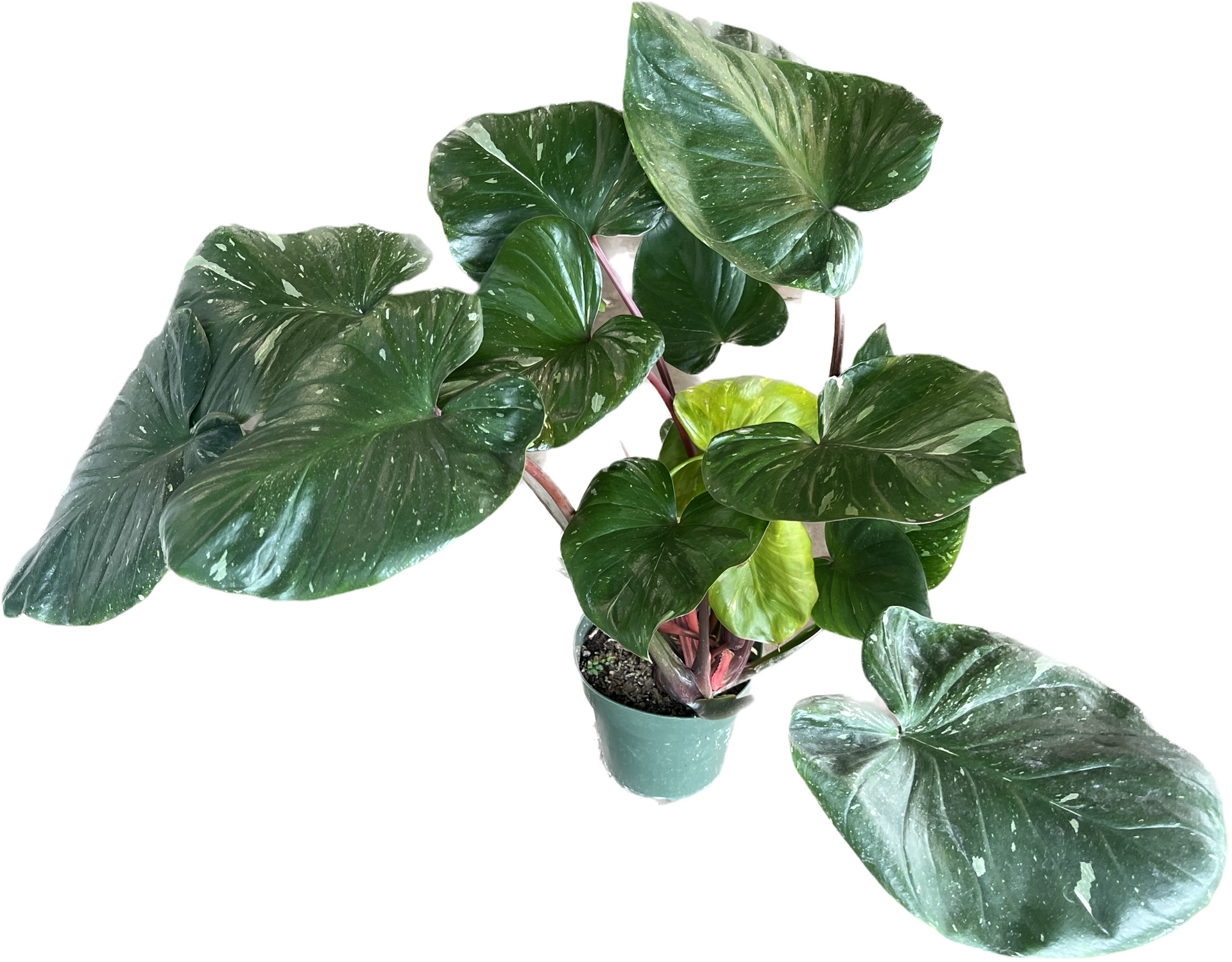Homalomena 'Rubescens Variegata' 6” – The Plant Room