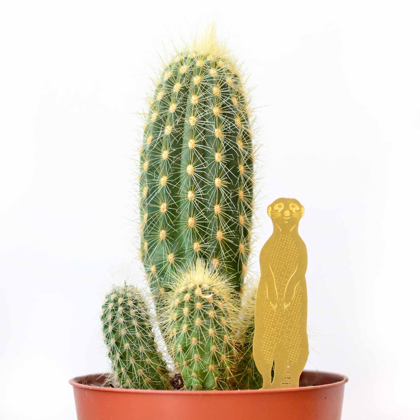 Plant Animal  Meerkat, terrarium and plant marker decoration