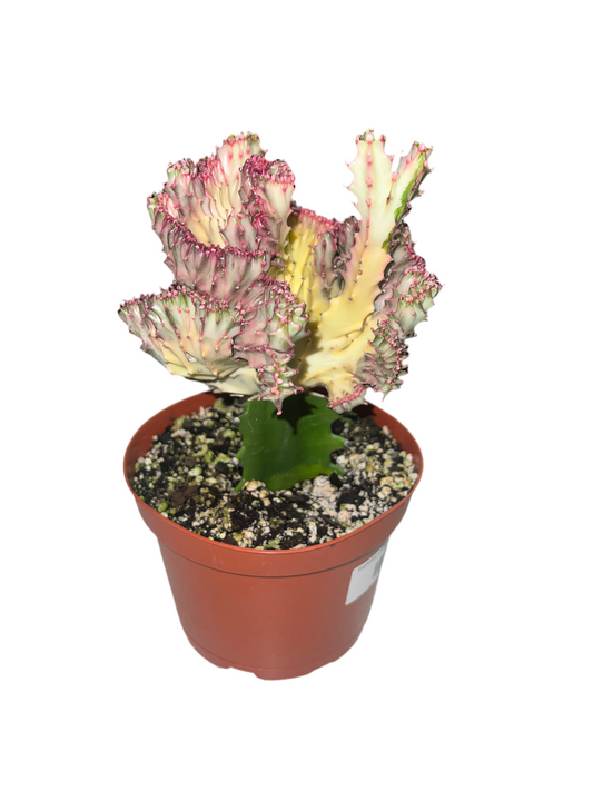 Euphorbia 'Christata Grafted Coral Cacti' 6"