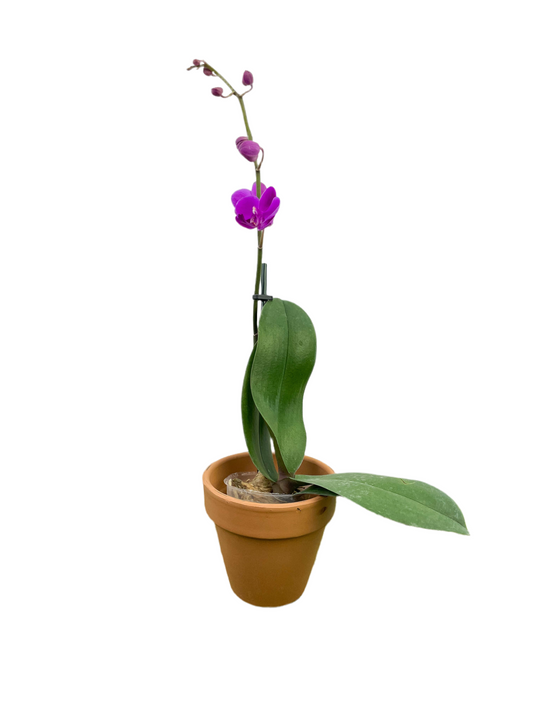 Phalenopsis 'Orchid'