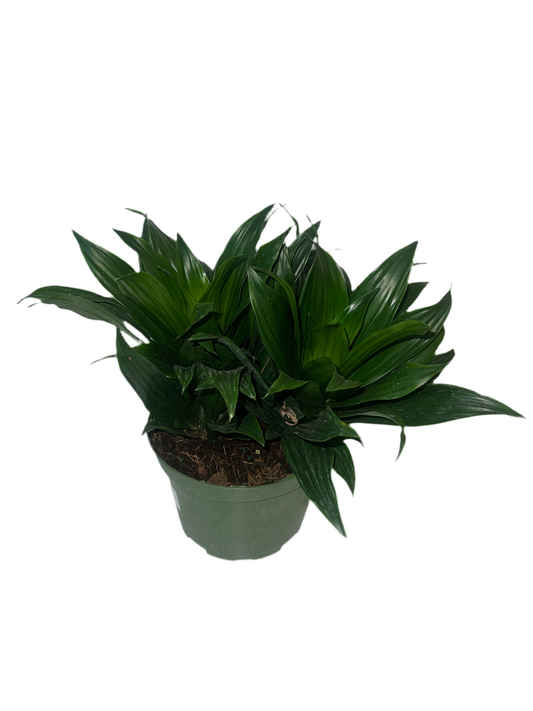 Dracaena 'Janet Craig Compacta' 6"