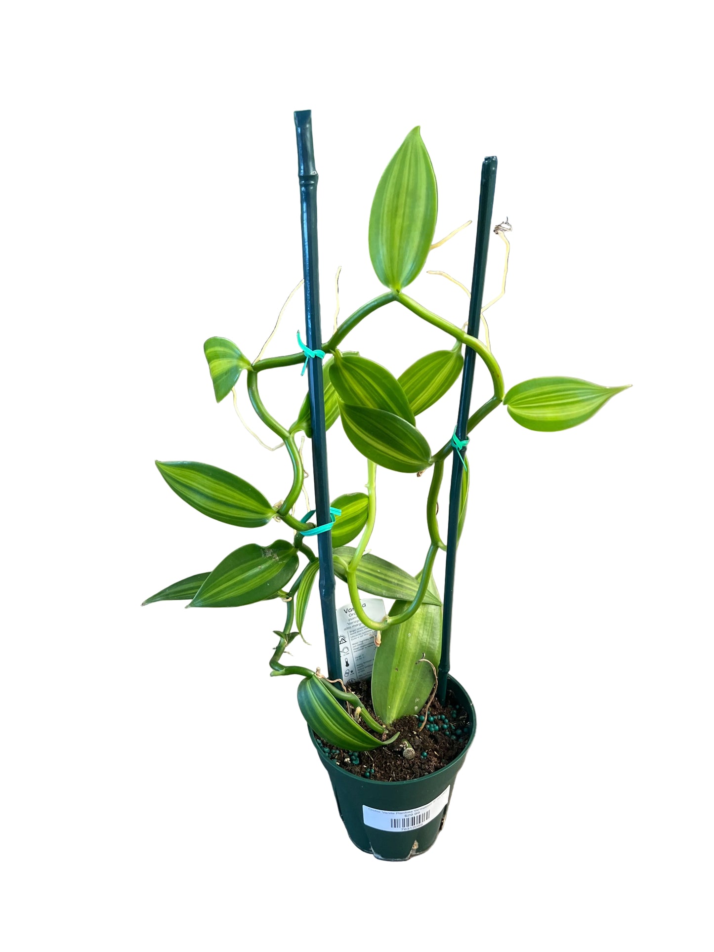 Orchid 'Vanilla Planifolia Variegated' 5" on Hoop