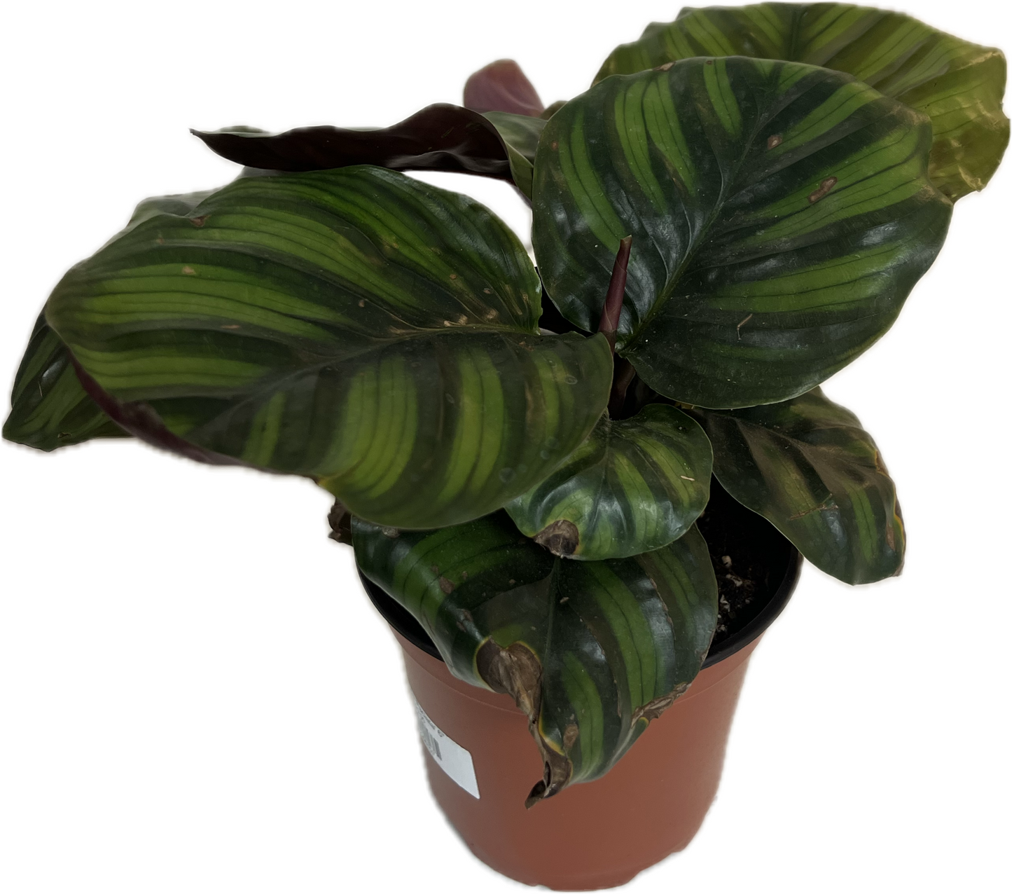 Calathea 'Faciata' 6"