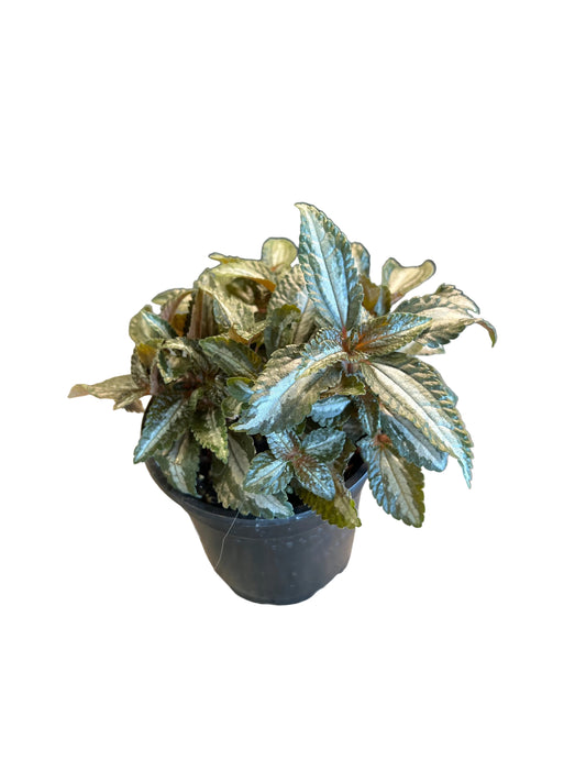 Pilea 'Silver Tree' 4"