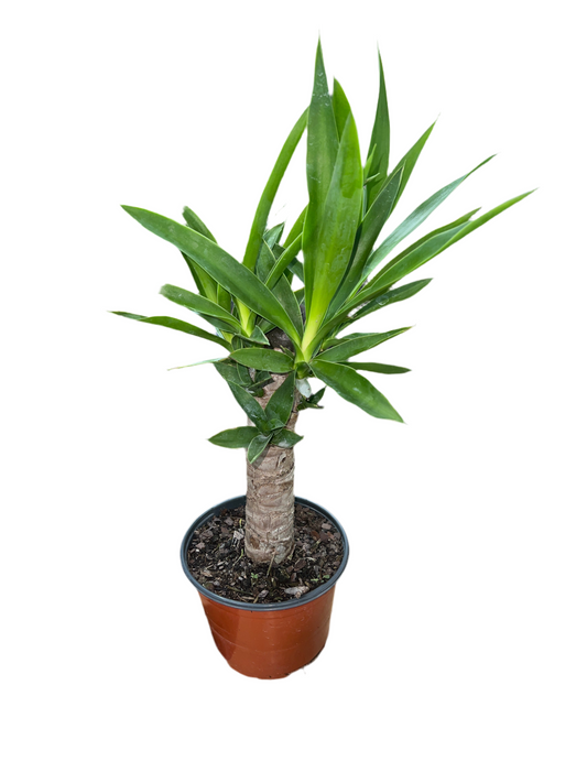 Yucca Cane 6"
