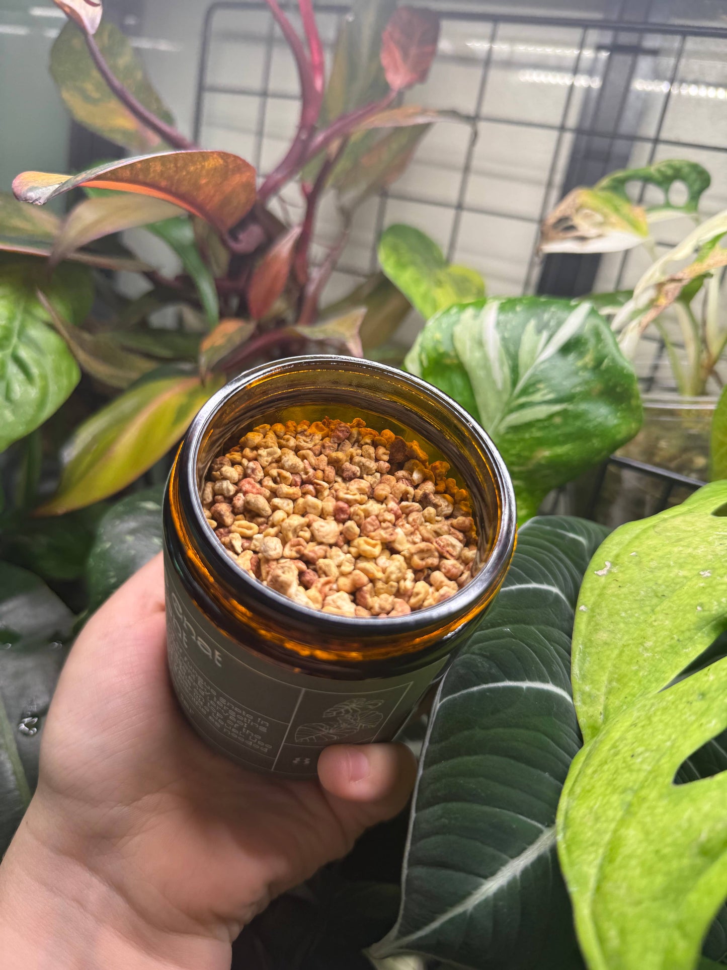 Fungus Gnat Treatment