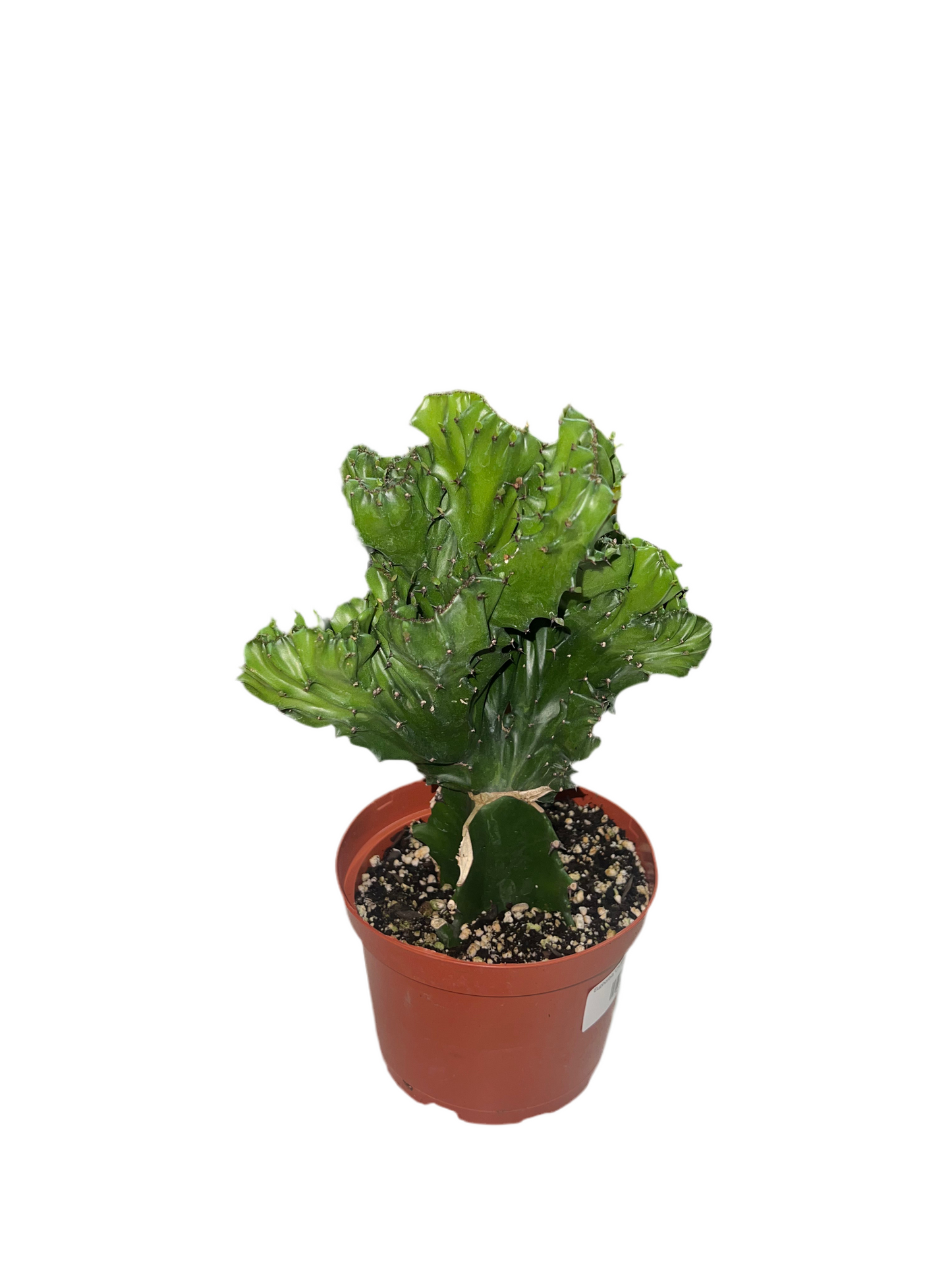 Euphorbia 'Christata Grafted Coral Cacti' 6"