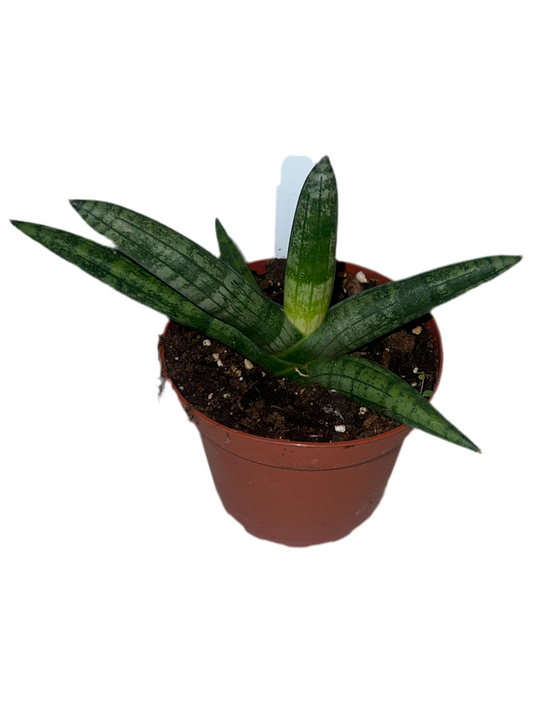 Sansevieria 'Boncel Starfish' 4"