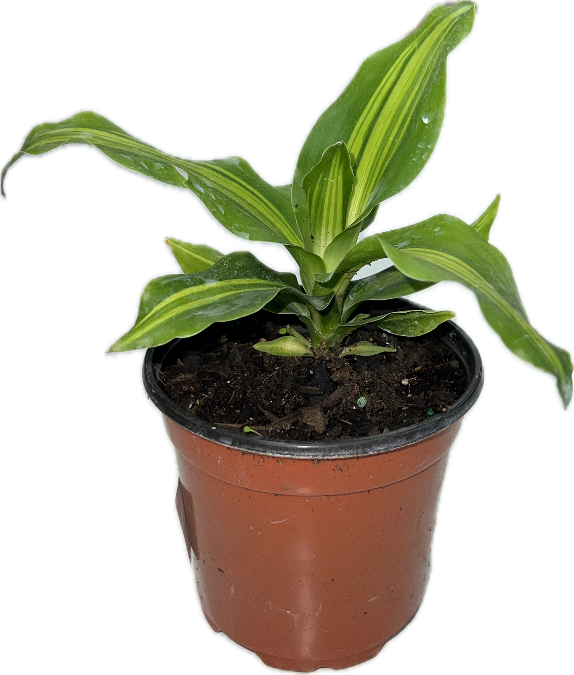 Dracaena 'Marley' 4” – The Plant Room