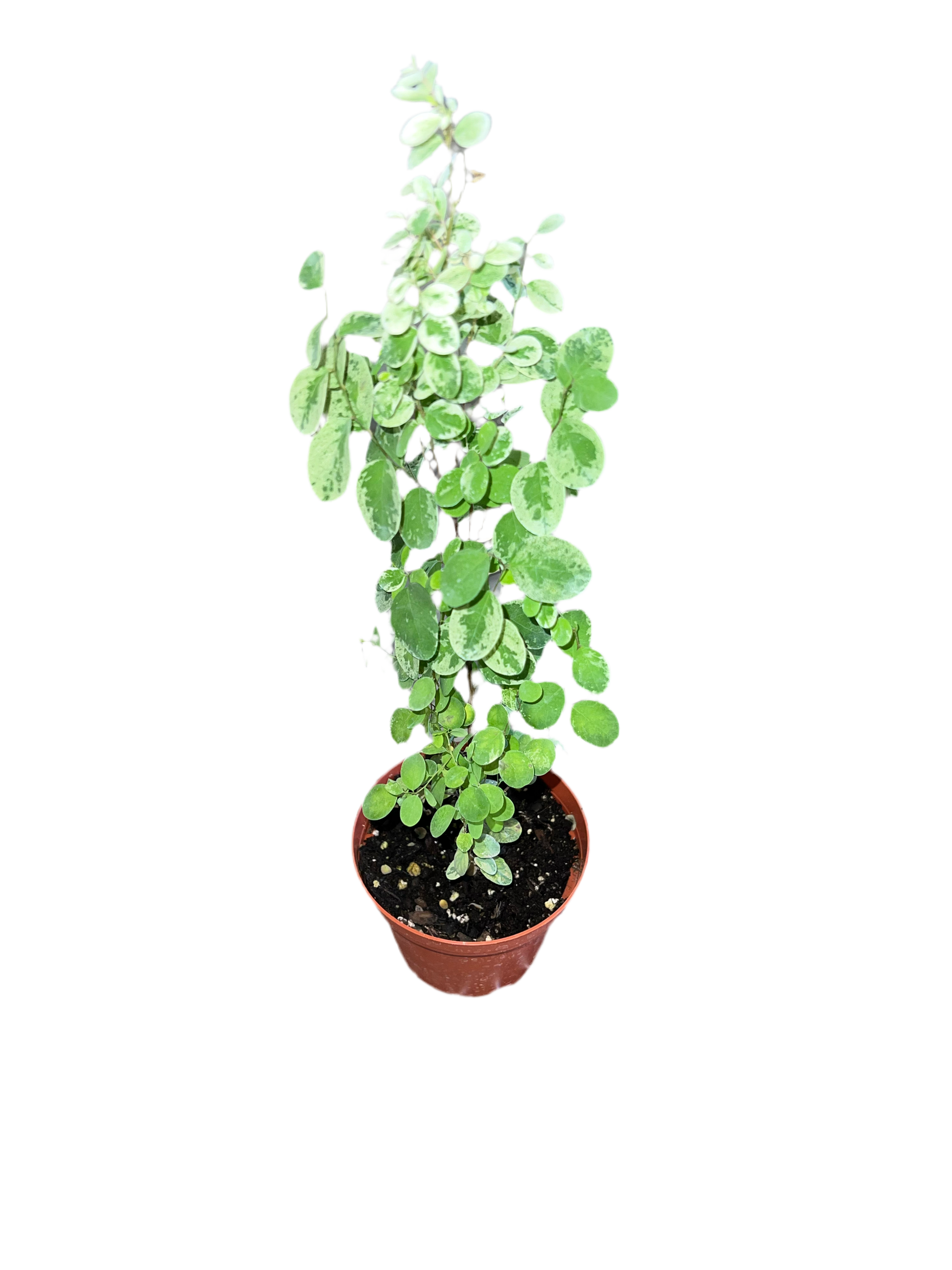 snow bush indoor plant Breynia Disticha 'Snow Bush' – The Plant Room
