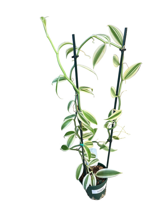 Orchid 'Vanilla Planifolia Albo Marginated' 5"